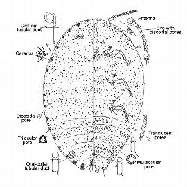   Pseudococcus microcirculus  
 Illustration by Gimpel & Miller 